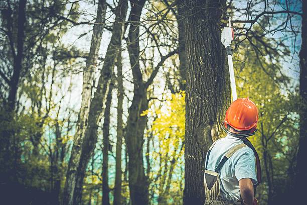 Best Root Management and Removal  in Windy Hills, KY